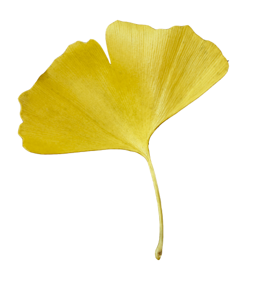 Photo of ginkgo